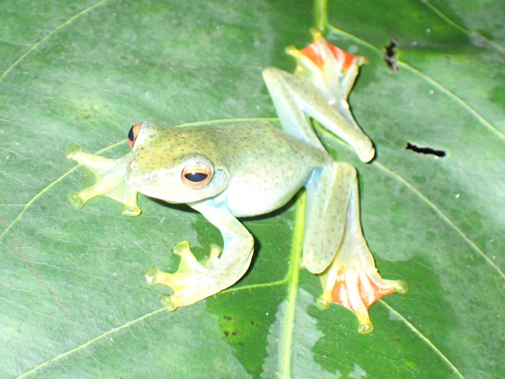 Zhangixalus faritsalhadii