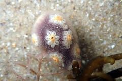 Botrylloides perspicuus
