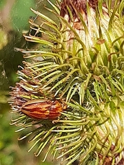 Odontotarsus