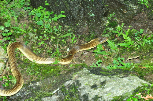 Equatorial Spitting cobra, Naja sumatrana