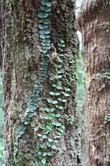 Psychotria serpens