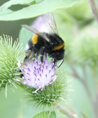 Bombus