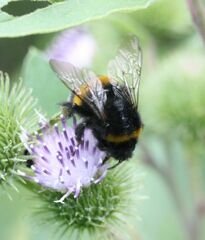 Bombus
