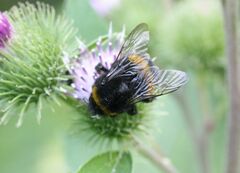 Bombus