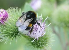 Bombus