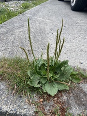 Plantago major