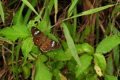 Celaenorrhinus horishanus