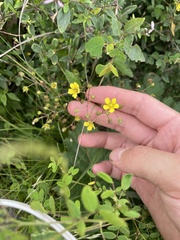 Potentilla fragarioides