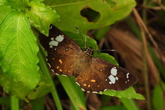 Celaenorrhinus horishanus