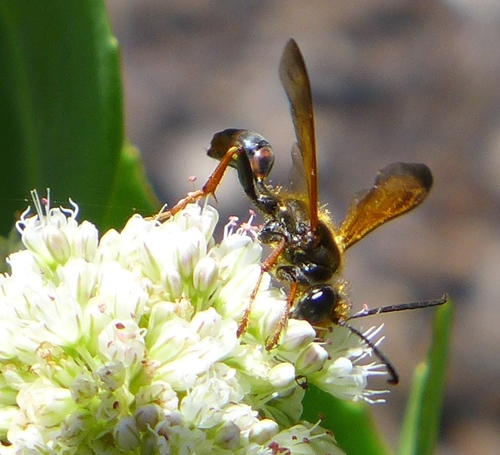 Photo of Elegant Grass-carrying Wasp (Isodontia elegans)