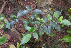 Tarenna gracilipes