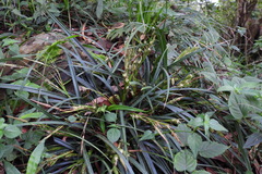 Carex sociata