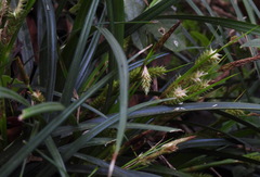 Carex sociata
