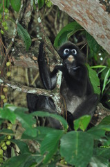 Trachypithecus obscurus