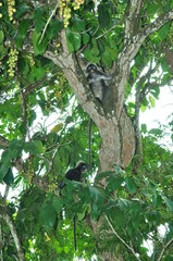 Trachypithecus obscurus