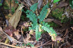 Adiantum flabellulatum
