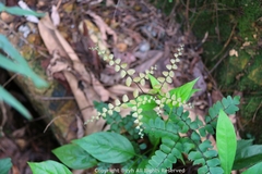 Adiantum flabellulatum