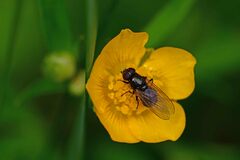 Cheilosia albitarsis