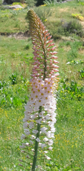 Eremurus