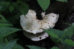 Cerioporus squamosus