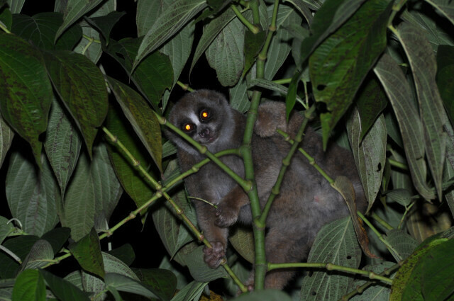 Greater Slow Loris