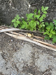 Geothelphusa albogilva