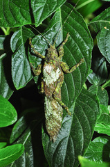 Tettigoniidae