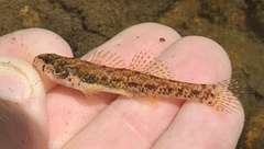 Etheostoma proeliare