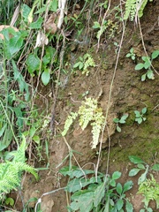 Adiantum concinnum