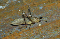 Tettigoniidae