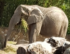 Elephantidae
