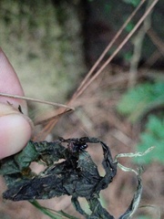 Parasteatoda merapiensis