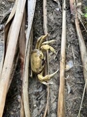 Geothelphusa albogilva