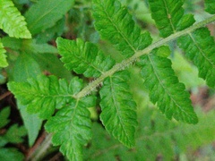 Deparia
