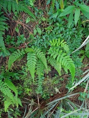 Deparia
