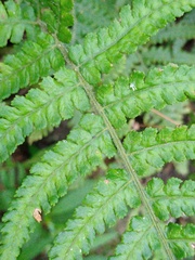 Deparia petersenii