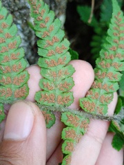 Deparia petersenii