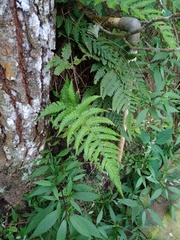 Deparia petersenii