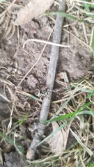 Paraphidippus aurantius