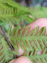 Amblovenatum immersum