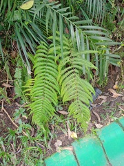 Amblovenatum immersum