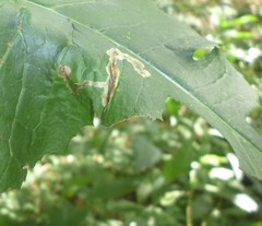 Liriomyza taraxaci