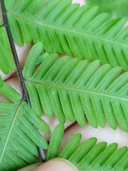 Amblovenatum immersum