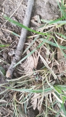 Paraphidippus aurantius