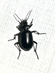 Calosoma peregrinator