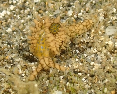 Oxynoe kylei