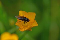 Cheilosia albitarsis