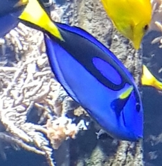 Paracanthurus hepatus
