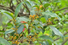 Macrosolen cochinchinensis