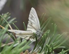 Pieris bryoniae